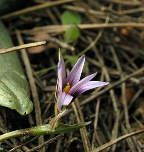 Romulea columnae (Iridaceae)  - Romulée de Colonna, Romulée à petites fleurs - Sand Crocus Aude [France] 16/04/2005 - 30m