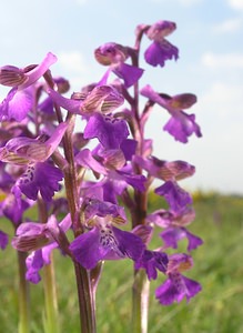 Anacamptis morio (Orchidaceae)  - Anacamptide bouffon, Orchis bouffon Pas-de-Calais [France] 01/05/2005 - 30m