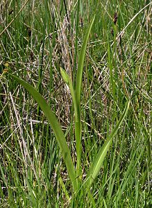 Anacamptis palustris (Orchidaceae)  - Anacamptide des marais, Orchis des marais Marne [France] 28/05/2005 - 90m