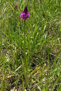 Anacamptis pyramidalis (Orchidaceae)  - Orchis pyramidal - Pyramidal Orchid Marne [France] 28/05/2005 - 90m