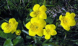 Caltha palustris (Ranunculaceae)  - Populage des marais, Sarbouillotte, Souci d'eau - Marsh-marigold Pas-de-Calais [France] 01/05/2005 - 10m