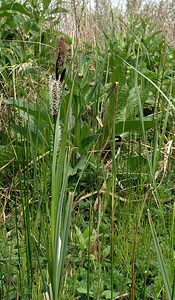 Carex riparia (Cyperaceae)  - Laîche des rives - Greater Pond-sedge Pas-de-Calais [France] 01/05/2005 - 10m