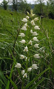 Cephalanthera longifolia (Orchidaceae)  - Céphalanthère à feuilles longues, Céphalanthère à longues feuilles, Céphalanthère à feuilles en épée - Narrow-leaved Helleborine Seine-Maritime [France] 22/05/2005 - 170m