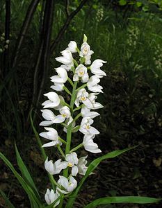 Cephalanthera longifolia (Orchidaceae)  - Céphalanthère à feuilles longues, Céphalanthère à longues feuilles, Céphalanthère à feuilles en épée - Narrow-leaved Helleborine Seine-Maritime [France] 22/05/2005 - 170m