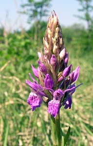 Dactylorhiza praetermissa (Orchidaceae)  - Dactylorhize négligé, Orchis négligé, Orchis oublié - Southern Marsh-orchid Marne [France] 28/05/2005 - 220m