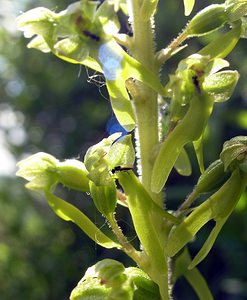Neottia ovata (Orchidaceae)  - Néottie ovale, Grande Listère, Double-feuille, Listère à feuilles ovales, Listère ovale - Common Twayblade Seine-Maritime [France] 07/05/2005 - 110m