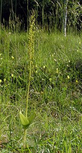 Neottia ovata (Orchidaceae)  - Néottie ovale, Grande Listère, Double-feuille, Listère à feuilles ovales, Listère ovale - Common Twayblade Marne [France] 28/05/2005 - 210m