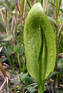 Ophioglossum vulgatum (Ophioglossaceae)  - Ophioglosse répandu, Herbe paille-en-queue, Herbe un coeur, Langue de serpent - Adder's-tongue Pas-de-Calais [France] 01/05/2005 - 10m