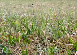 Ophioglossum vulgatum (Ophioglossaceae)  - Ophioglosse répandu, Herbe paille-en-queue, Herbe un coeur, Langue de serpent - Adder's-tongue Pas-de-Calais [France] 01/05/2005 - 10m