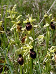 Ophrys aranifera (Orchidaceae)  - Ophrys araignée, Oiseau-coquet - Early Spider-orchid Seine-Maritime [France] 07/05/2005 - 110m