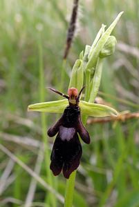 Ophrys insectifera (Orchidaceae)  - Ophrys mouche - Fly Orchid Seine-Maritime [France] 07/05/2005 - 170m