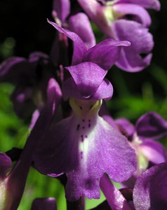 Orchis mascula (Orchidaceae)  - Orchis mâle - Early-purple Orchid Seine-Maritime [France] 07/05/2005 - 180m