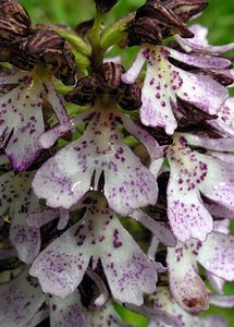 Orchis purpurea (Orchidaceae)  - Orchis pourpre, Grivollée, Orchis casque, Orchis brun - Lady Orchid Seine-Maritime [France] 07/05/2005 - 170m