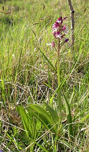 Orchis purpurea (Orchidaceae)  - Orchis pourpre, Grivollée, Orchis casque, Orchis brun - Lady Orchid Seine-Maritime [France] 07/05/2005 - 110m