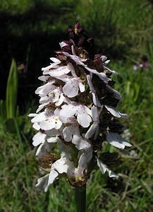 Orchis purpurea (Orchidaceae)  - Orchis pourpre, Grivollée, Orchis casque, Orchis brun - Lady Orchid Seine-Maritime [France] 07/05/2005 - 110m