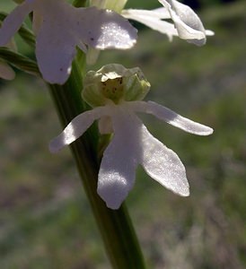 Orchis purpurea (Orchidaceae)  - Orchis pourpre, Grivollée, Orchis casque, Orchis brun - Lady Orchid Seine-Maritime [France] 07/05/2005 - 110m