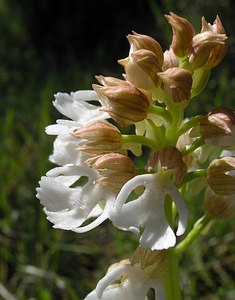 Orchis purpurea (Orchidaceae)  - Orchis pourpre, Grivollée, Orchis casque, Orchis brun - Lady Orchid Seine-Maritime [France] 07/05/2005 - 110m