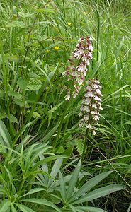 Orchis purpurea (Orchidaceae)  - Orchis pourpre, Grivollée, Orchis casque, Orchis brun - Lady Orchid Seine-Maritime [France] 22/05/2005 - 170m