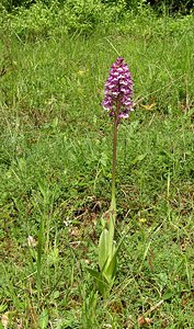 Orchis purpurea (Orchidaceae)  - Orchis pourpre, Grivollée, Orchis casque, Orchis brun - Lady Orchid Seine-Maritime [France] 22/05/2005 - 180m