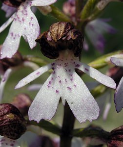 Orchis purpurea (Orchidaceae)  - Orchis pourpre, Grivollée, Orchis casque, Orchis brun - Lady Orchid Marne [France] 28/05/2005 - 220m