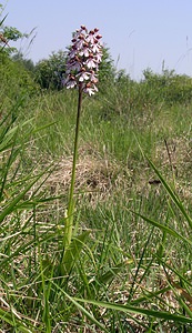 Orchis purpurea (Orchidaceae)  - Orchis pourpre, Grivollée, Orchis casque, Orchis brun - Lady Orchid Marne [France] 28/05/2005 - 220m