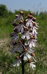 Orchis purpurea (Orchidaceae)  - Orchis pourpre, Grivollée, Orchis casque, Orchis brun - Lady Orchid Marne [France] 28/05/2005 - 220m