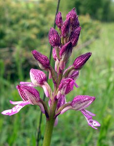 Orchis x hybrida (Orchidaceae)  - Orchis hybrideOrchis militaris x Orchis purpurea. Seine-Maritime [France] 07/05/2005 - 170m