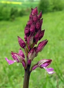 Orchis x hybrida (Orchidaceae)  - Orchis hybrideOrchis militaris x Orchis purpurea. Seine-Maritime [France] 07/05/2005 - 170m