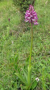 Orchis x hybrida (Orchidaceae)  - Orchis hybrideOrchis militaris x Orchis purpurea. Seine-Maritime [France] 07/05/2005 - 170m