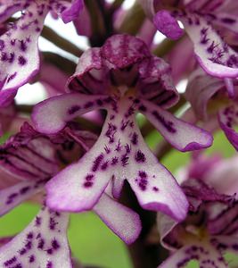 Orchis x hybrida (Orchidaceae)  - Orchis hybrideOrchis militaris x Orchis purpurea. Seine-Maritime [France] 07/05/2005 - 170m