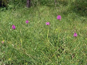 Anacamptis pyramidalis (Orchidaceae)  - Orchis pyramidal - Pyramidal Orchid Aube [France] 03/06/2005 - 250m