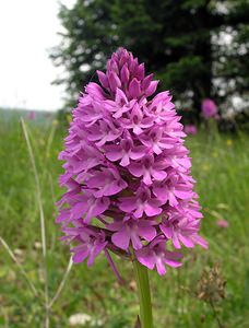 Anacamptis pyramidalis (Orchidaceae)  - Orchis pyramidal - Pyramidal Orchid Aube [France] 03/06/2005 - 340m