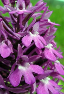 Anacamptis pyramidalis (Orchidaceae)  - Orchis pyramidal - Pyramidal Orchid Aube [France] 03/06/2005 - 340m