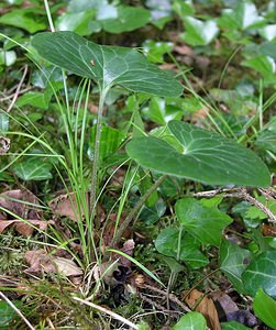 Asarum europaeum (Aristolochiaceae)  - Asaret d'Europe, Asaret, Cabaret, Oreille-d'homme, Roussin - Asarabacca Cote-d'Or [France] 04/06/2005 - 370m