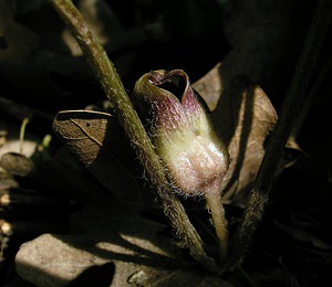 Asarum europaeum (Aristolochiaceae)  - Asaret d'Europe, Asaret, Cabaret, Oreille-d'homme, Roussin - Asarabacca Cote-d'Or [France] 05/06/2005 - 490m