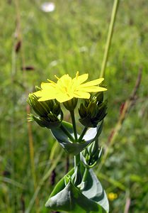 Blackstonia perfoliata (Gentianaceae)  - Blackstonie perfoliée, Chlorette, Chlore perfoliée - Yellow-wort Marne [France] 18/06/2005 - 130m