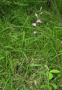 Cephalanthera rubra (Orchidaceae)  - Céphalanthère rouge, Elléborine rouge - Red Helleborine Marne [France] 18/06/2005 - 130m