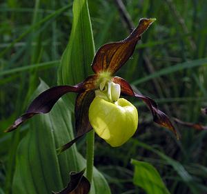 Cypripedium calceolus (Orchidaceae)  - Sabot-de-Vénus - Lady's-slipper Cote-d'Or [France] 04/06/2005 - 370m