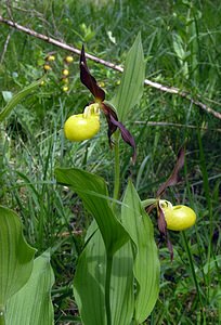Cypripedium calceolus (Orchidaceae)  - Sabot-de-Vénus - Lady's-slipper Cote-d'Or [France] 04/06/2005 - 370m