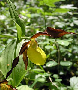 Cypripedium calceolus (Orchidaceae)  - Sabot-de-Vénus - Lady's-slipper Cote-d'Or [France] 04/06/2005 - 370m