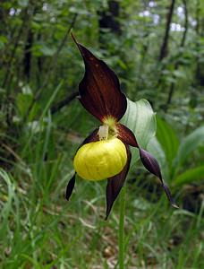 Cypripedium calceolus (Orchidaceae)  - Sabot-de-Vénus - Lady's-slipper Cote-d'Or [France] 05/06/2005 - 350m