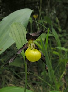 Cypripedium calceolus (Orchidaceae)  - Sabot-de-Vénus - Lady's-slipper Cote-d'Or [France] 05/06/2005 - 350m