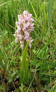 Dactylorhiza incarnata (Orchidaceae)  - Dactylorhize incarnat, Orchis incarnat, Orchis couleur de chair - Early Marsh-orchid  [Pays-Bas] 25/06/2005