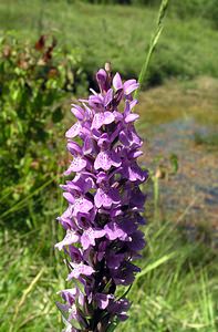 Dactylorhiza praetermissa (Orchidaceae)  - Dactylorhize négligé, Orchis négligé, Orchis oublié - Southern Marsh-orchid Marne [France] 18/06/2005 - 220m