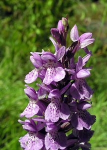 Dactylorhiza praetermissa (Orchidaceae)  - Dactylorhize négligé, Orchis négligé, Orchis oublié - Southern Marsh-orchid Marne [France] 18/06/2005 - 220m