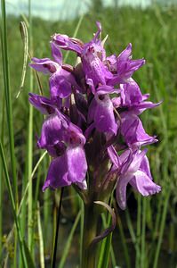 Dactylorhiza sphagnicola (Orchidaceae)  - Dactylorhize des sphaignes, Orchis des sphaignes Ardennes [France] 12/06/2005 - 350m