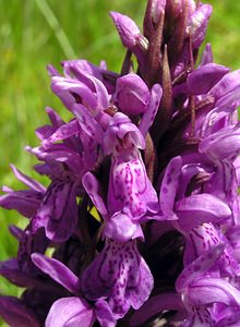 Dactylorhiza sphagnicola (Orchidaceae)  - Dactylorhize des sphaignes, Orchis des sphaignes Ardennes [France] 12/06/2005 - 310m