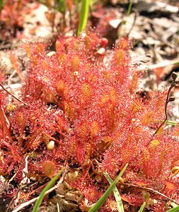 Drosera intermedia (Droseraceae)  - Rossolis intermédiaire, Droséra intermédiaire - Oblong-leaved Sundew Ardennes [France] 12/06/2005 - 350m