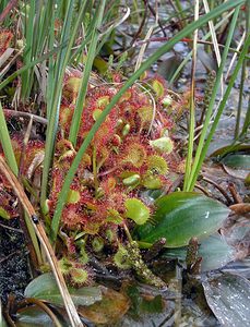 Drosera rotundifolia (Droseraceae)  - Rossolis à feuilles rondes, Droséra à feuilles rondes - Round-leaved Sundew Ardennes [France] 12/06/2005 - 310m