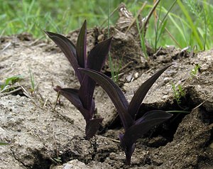 Epipactis atrorubens (Orchidaceae)  - Épipactide rouge sombre, Épipactis rouge sombre, Épipactis brun rouge, Épipactis pourpre noirâtre, Helléborine rouge - Dark-red Helleborine Cote-d'Or [France] 05/06/2005 - 350m